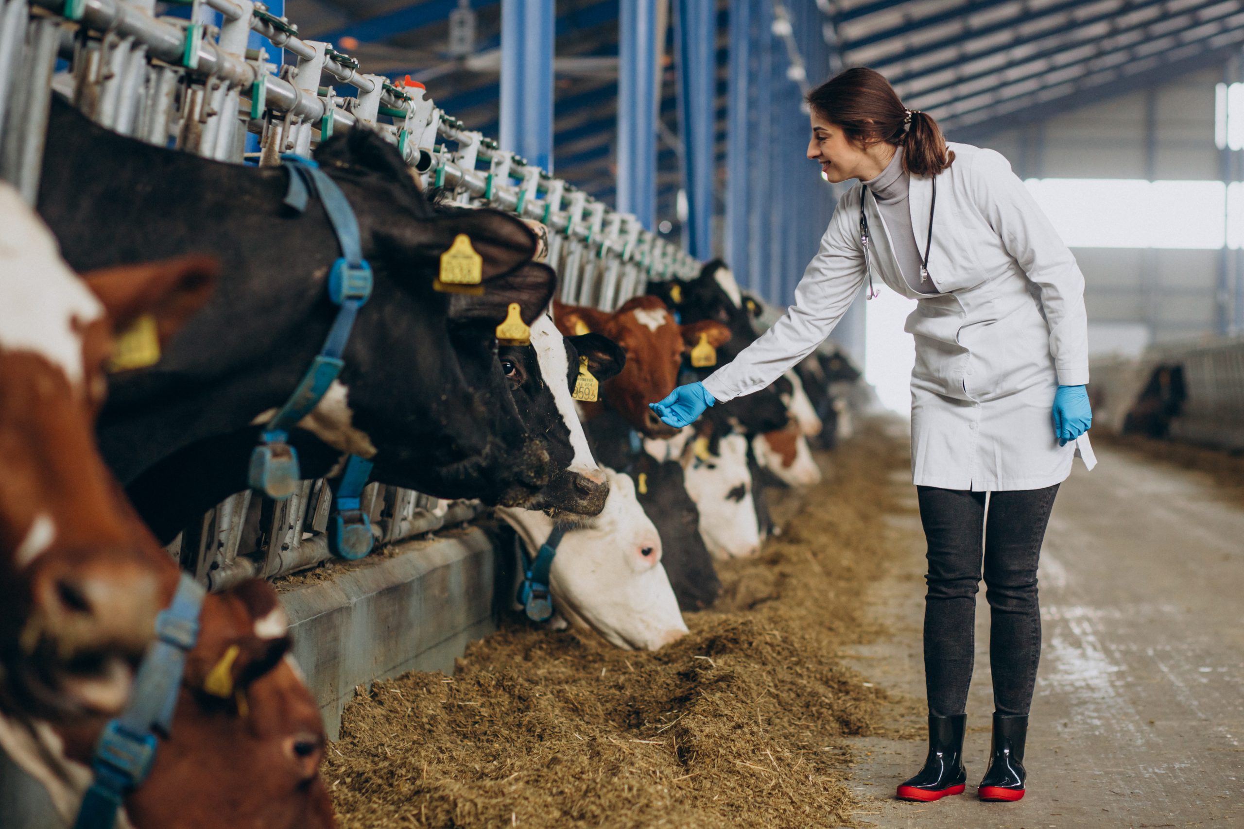 Veterinary in lab robe standing at cowshed Veterinary in lab robe standing at cowshed